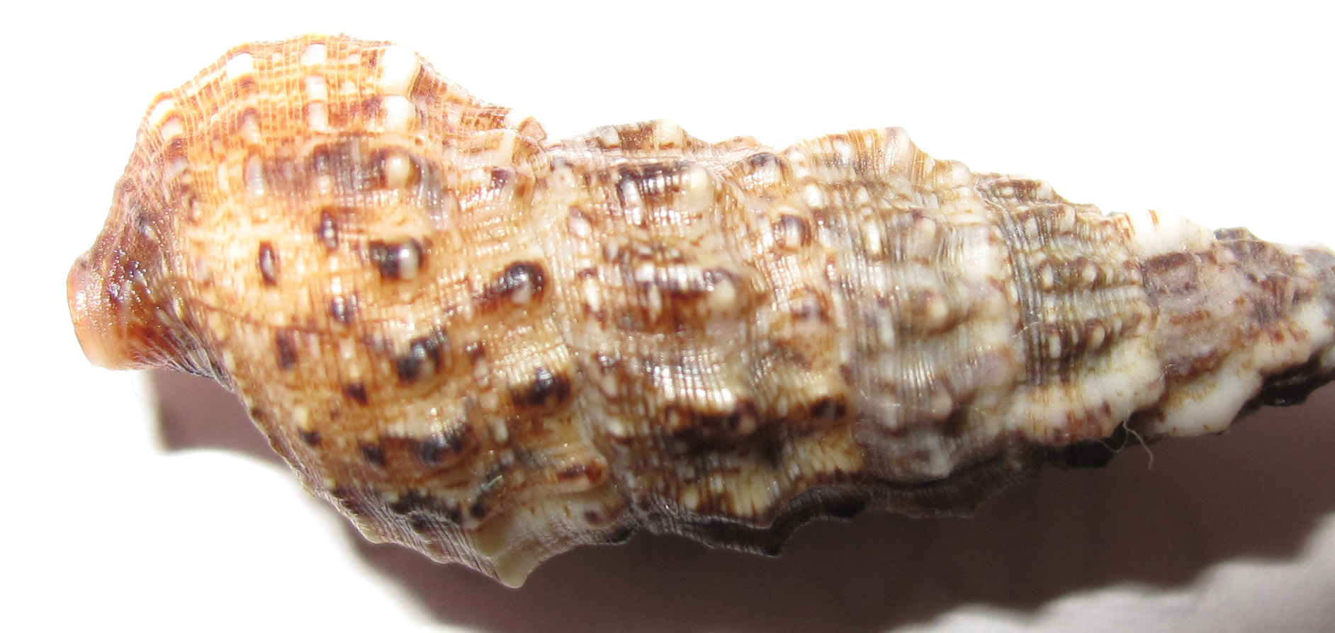 Cerithium lividulum e repandanum